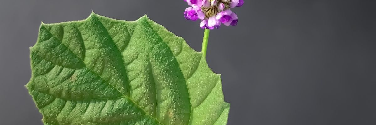 Bakuchiol Nedir, Ne İşe Yarar
